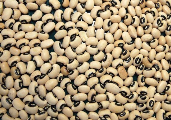 Nelesa Gardening Black Eyed Pea Seeds - 25 Seeds Pack for Home Gardening, High Yield Non-GMO Organic Seeds, Ideal for Kitchen Gardening, Easy to Grow, Perfect for Indoor & Outdoor Gardeners - Image 2