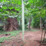 Nelesa Gardening Snake Gourd | Serpent Gourd | Chichinda | Chichinga Vegetable Seeds | 25 Seeds
