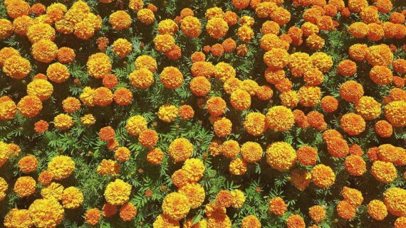 Nelesa Gardening African Marigold Crackjack Inca Mix Seed - 50 Seeds Pack
