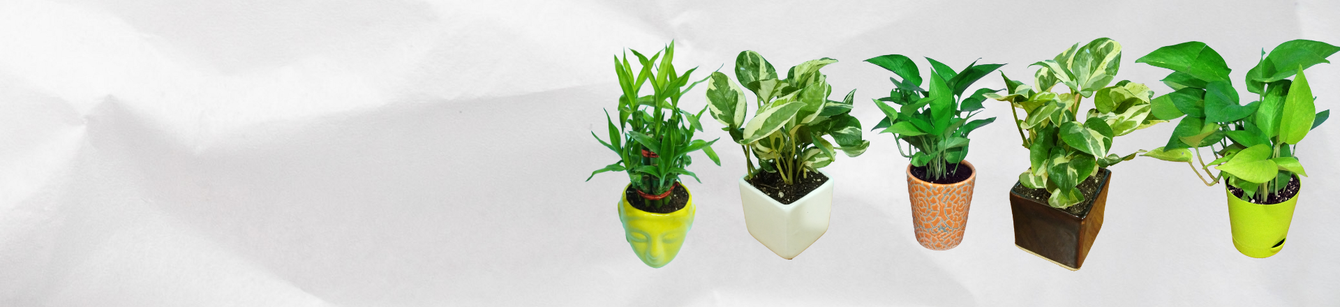 Slider 2 - Live Plants