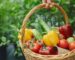 Organic Kitchen Garden