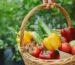 Organic Kitchen Garden