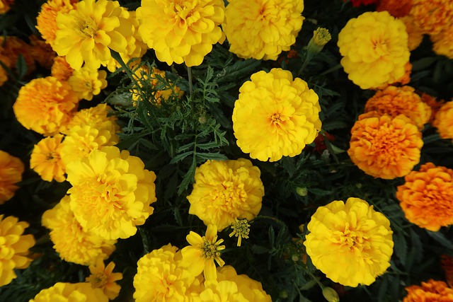 flower plants