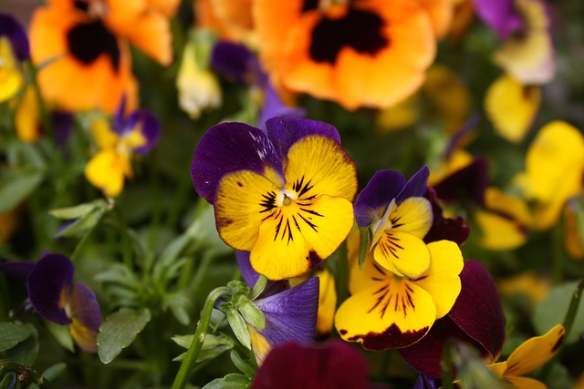 flower seeds