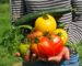 Easy Vegetables to Grow