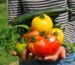 Easy Vegetables to Grow