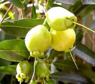 Nelesa Gardening Live Rose Apple Gulab Jamun Syzygium Jambos Fruit Plant