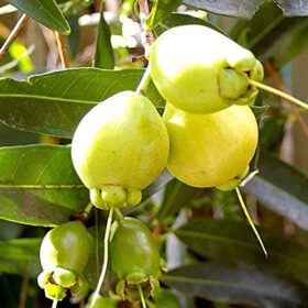 Nelesa Gardening Live Rose Apple Gulab Jamun Syzygium Jambos Fruit Plant