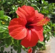 Nelesa Gardening Live Red Hibiscus Gudhal Flower Plant