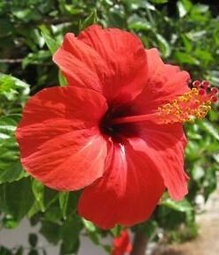 Nelesa Gardening Live Red Hibiscus Gudhal Flower Plant