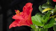 Nelesa Gardening Live Red Hibiscus Gudhal Flower Plant - Image 3