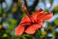 Nelesa Gardening Live Red Hibiscus Gudhal Flower Plant - Image 4