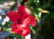 Nelesa Gardening Live Red Hibiscus Gudhal Flower Plant - Image 5