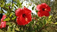 Nelesa Gardening Live Red Hibiscus Gudhal Flower Plant - Image 6