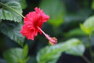 Nelesa Gardening Live Red Hibiscus Gudhal Flower Plant - Image 7