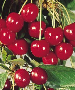 Nelesa Gardening Live Sweet and Sour Barbados Cherry Fruit Plant Grafted
