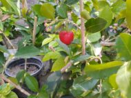 Nelesa Gardening Live Sweet and Sour Barbados Cherry Fruit Plant Grafted - Image 7