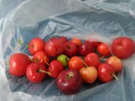 Nelesa Gardening Live Sweet and Sour Barbados Cherry Fruit Plant Grafted - Image 8