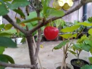 Nelesa Gardening Live Sweet and Sour Barbados Cherry Fruit Plant Grafted - Image 9