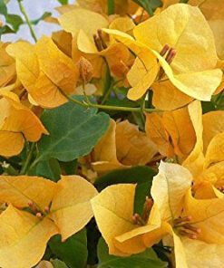 Nelesa Gardening Live Yellow Bougainvillea Flower Plant