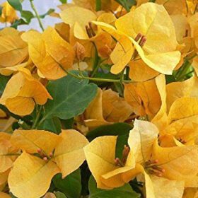 Nelesa Gardening Live Yellow Bougainvillea Flower Plant