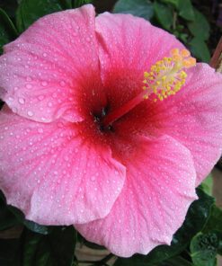 Nelesa Gardening Live Pink Hibiscus Gudhal Flower Plant