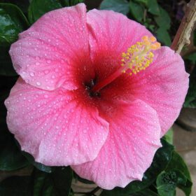 Nelesa Gardening Live Pink Hibiscus Gudhal Flower Plant