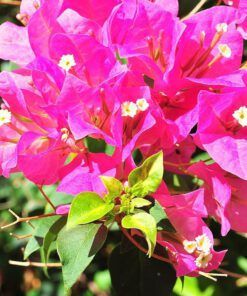 Nelesa Gardening | Pink Bougainvillea | Flower Plant