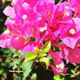 Nelesa Gardening | Pink Bougainvillea | Flower Plant