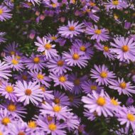 Nelesa Gardening Aster Flower Seeds - Flower Seeds for Pot - Garden Flower Seeds - 20 Finest Seeds