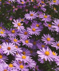 Nelesa Gardening Aster Flower Seeds - Flower Seeds for Pot - Garden Flower Seeds - 20 Finest Seeds