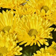 Nelesa Gardening Aster Flower Seeds - Flower Seeds for Pot - Garden Flower Seeds - 20 Finest Seeds - Image 3