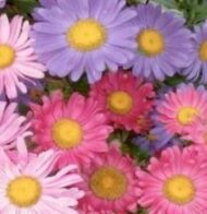 Nelesa Gardening Aster Flower Seeds - Flower Seeds for Pot - Garden Flower Seeds - 20 Finest Seeds - Image 5