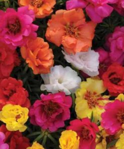Nelesa Gardening Portulaca Purslane Moss Rose Portulaca Grandiflora Flower Seed - Pack of 50 seeds