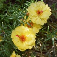 Nelesa Gardening Portulaca Purslane Moss Rose Portulaca Grandiflora Flower Seed - Pack of 50 seeds - Image 4