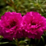 Nelesa Gardening Portulaca Purslane Moss Rose Portulaca Grandiflora Flower Seed - Pack of 50 seeds - Image 5