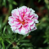 Nelesa Gardening Portulaca Purslane Moss Rose Portulaca Grandiflora Flower Seed - Pack of 50 seeds - Image 6