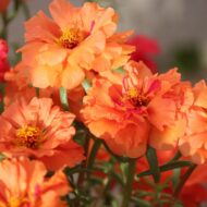 Nelesa Gardening Portulaca Purslane Moss Rose Portulaca Grandiflora Flower Seed - Pack of 50 seeds - Image 7