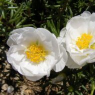 Nelesa Gardening Portulaca Purslane Moss Rose Portulaca Grandiflora Flower Seed - Pack of 50 seeds - Image 8