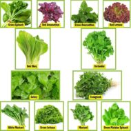 Nelesa Gardening 12 Leafy Vegetable Seeds for Home Gardening, Kitchen Gardening Seeds, Organic Vegetable Seeds, Fresh Indian Desi Vegetable Seeds, Easy to Grow Organic Vegetable Seeds for Garden - Image 3