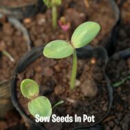Nelesa Gardening 12 Leafy Vegetable Seeds for Home Gardening, Kitchen Gardening Seeds, Organic Vegetable Seeds, Fresh Indian Desi Vegetable Seeds, Easy to Grow Organic Vegetable Seeds for Garden - Image 5