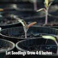 Nelesa Gardening 12 Leafy Vegetable Seeds for Home Gardening, Kitchen Gardening Seeds, Organic Vegetable Seeds, Fresh Indian Desi Vegetable Seeds, Easy to Grow Organic Vegetable Seeds for Garden - Image 7