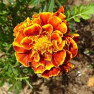 Nelesa Gardening French Marigold Genda Flower Seed, Easy to Grow | Vibrant Blooms for Home & Garden