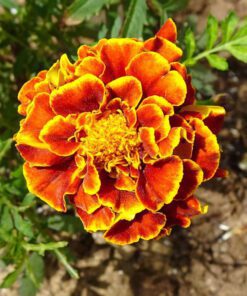Nelesa Gardening French Marigold Genda Flower Seed, Easy to Grow | Vibrant Blooms for Home & Garden