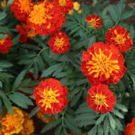 Nelesa Gardening French Marigold Genda Flower Seed, Easy to Grow | Vibrant Blooms for Home & Garden - Image 3