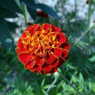 Nelesa Gardening French Marigold Genda Flower Seed, Easy to Grow | Vibrant Blooms for Home & Garden - Image 4