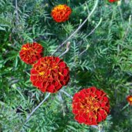 Nelesa Gardening French Marigold Genda Flower Seed, Easy to Grow | Vibrant Blooms for Home & Garden - Image 5