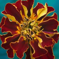 Nelesa Gardening French Marigold Genda Flower Seed, Easy to Grow | Vibrant Blooms for Home & Garden - Image 7