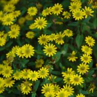 Nelesa Gardening Sunflower Miniature Flower Seed - 20 Seeds