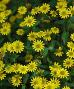 Nelesa Gardening Sunflower Miniature Flower Seed - 20 Seeds